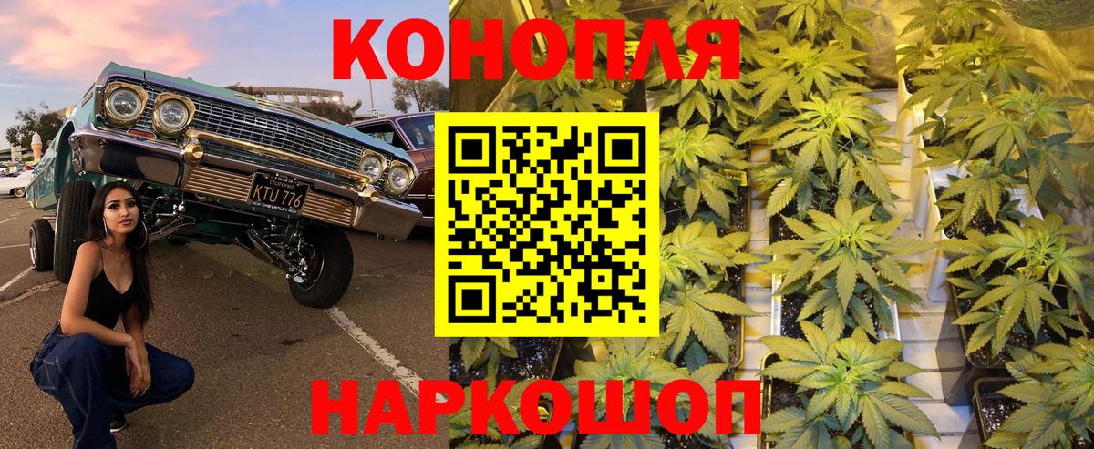 Бошки марихуана Bruce Banner  Вход с VPN  Каннабис ГИДРОПОН  Канск 